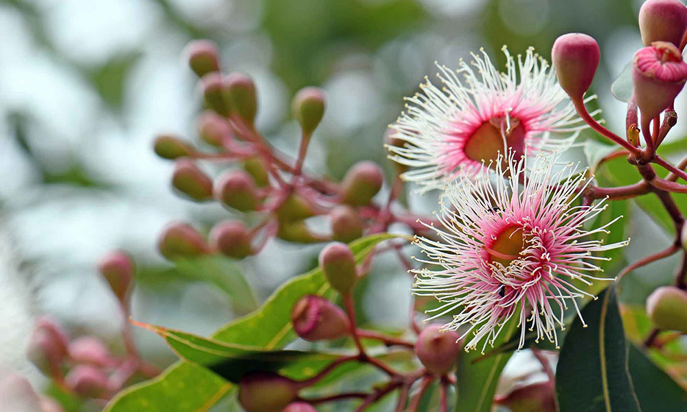 What is Influenza (Flu)?