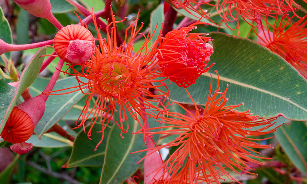 Sexually Transmitted Infections